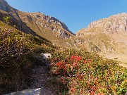 12 Sul Sentiero dei vitelli-108A caldi colori d'autunno 